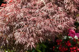 Acer palmatum 'Dissectum Garnet' (Japanse esdoorn 'Dissectum Garnet') - afbeelding 5
