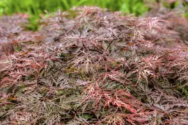 Acer palmatum 'Dissectum Garnet' (Japanse esdoorn 'Dissectum Garnet') - afbeelding 12