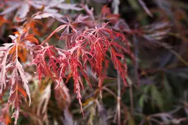 Acer palmatum 'Dissectum Garnet' (Japanse esdoorn 'Dissectum Garnet') - afbeelding 14