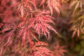 Acer palmatum 'Dissectum Garnet' (Japanse esdoorn 'Dissectum Garnet') - afbeelding 18