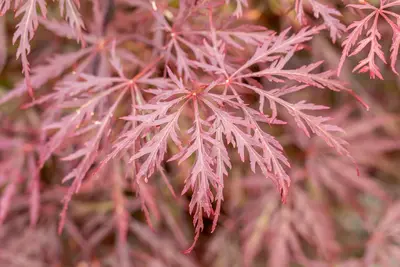Acer palmatum 'Dissectum Garnet' (Japanse esdoorn 'Dissectum Garnet') - afbeelding 20