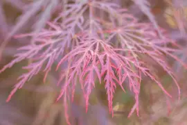 Acer palmatum 'Dissectum Garnet' (Japanse esdoorn 'Dissectum Garnet') - afbeelding 22