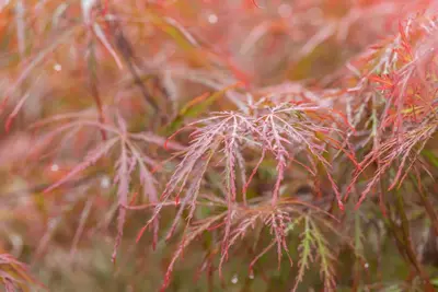 Acer palmatum 'Dissectum Garnet' (Japanse esdoorn 'Dissectum Garnet') - afbeelding 24