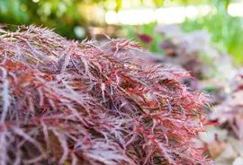 Acer palmatum 'Dissectum Garnet' (Japanse esdoorn 'Dissectum Garnet') - afbeelding 4