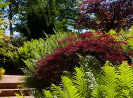 Acer palmatum 'Dissectum Garnet' (Japanse esdoorn 'Dissectum Garnet') - afbeelding 7