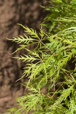 Acer palmatum 'Dissectum Viridis' (Japanse esdoorn 'Dissectum Viridis') - afbeelding 1