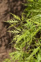Acer palmatum 'Dissectum Viridis' (Japanse esdoorn 'Dissectum Viridis') - afbeelding 1