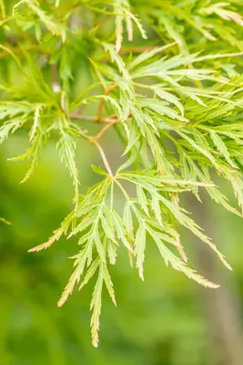 Acer palmatum 'Dissectum Viridis' (Japanse esdoorn 'Dissectum Viridis') - afbeelding 7