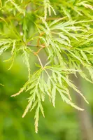 Acer palmatum 'Dissectum Viridis' (Japanse esdoorn 'Dissectum Viridis') - afbeelding 7