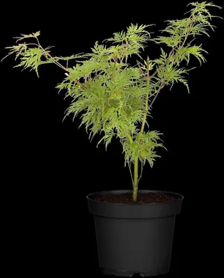Acer palmatum 'Dissectum Viridis' (Japanse esdoorn 'Dissectum Viridis') - afbeelding 2