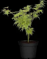 Acer palmatum 'Dissectum Viridis' (Japanse esdoorn 'Dissectum Viridis') - afbeelding 2