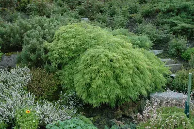 Acer palmatum 'Dissectum Viridis' (Japanse esdoorn 'Dissectum Viridis') - afbeelding 3