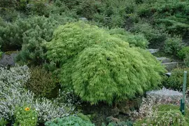 Acer palmatum 'Dissectum Viridis' (Japanse esdoorn 'Dissectum Viridis') - afbeelding 3