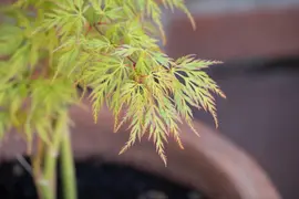 Acer palmatum 'Dissectum Viridis' (Japanse esdoorn 'Dissectum Viridis') - afbeelding 4