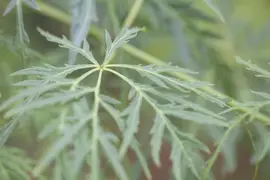 Acer palmatum 'Dissectum Viridis' (Japanse esdoorn 'Dissectum Viridis') - afbeelding 5