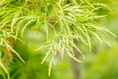 Acer palmatum 'Dissectum Viridis' (Japanse esdoorn 'Dissectum Viridis') - afbeelding 6