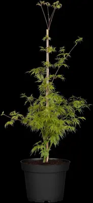Acer palmatum 'Emerald Lace' (Japanse esdoorn 'Emerald Lace') - afbeelding 6