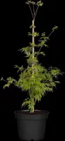 Acer palmatum 'Emerald Lace' (Japanse esdoorn 'Emerald Lace') - afbeelding 6