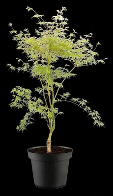 Acer palmatum 'Emerald Lace' (Japanse esdoorn 'Emerald Lace') - afbeelding 8