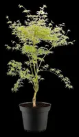Acer palmatum 'Emerald Lace' (Japanse esdoorn 'Emerald Lace') - afbeelding 8
