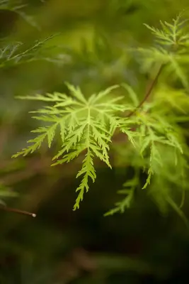 Acer palmatum 'Emerald Lace' (Japanse esdoorn 'Emerald Lace') - afbeelding 3