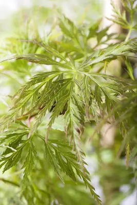 Acer palmatum 'Emerald Lace' (Japanse esdoorn 'Emerald Lace') - afbeelding 5