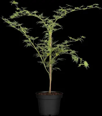 Acer palmatum 'Emerald Lace' (Japanse esdoorn 'Emerald Lace') - afbeelding 7