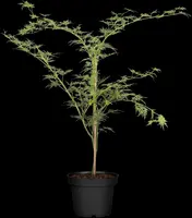 Acer palmatum 'Emerald Lace' (Japanse esdoorn 'Emerald Lace') - afbeelding 7