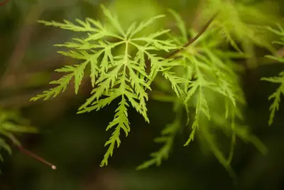 Acer palmatum 'Emerald Lace' (Japanse esdoorn 'Emerald Lace') - afbeelding 4