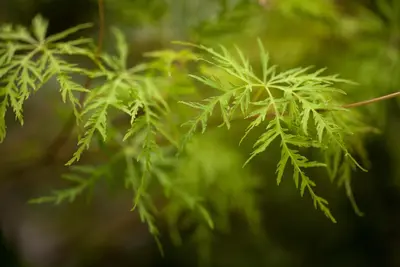 Acer palmatum 'Emerald Lace' (Japanse esdoorn 'Emerald Lace') - afbeelding 2