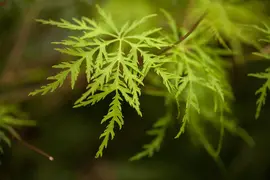 Acer palmatum 'Emerald Lace' (Japanse esdoorn 'Emerald Lace') - afbeelding 4