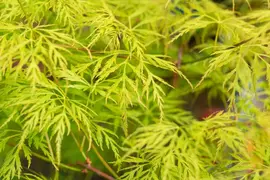Acer palmatum 'Emerald Lace' (Japanse esdoorn 'Emerald Lace') - afbeelding 9