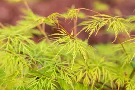 Acer palmatum 'Emerald Lace' (Japanse esdoorn 'Emerald Lace') - afbeelding 10