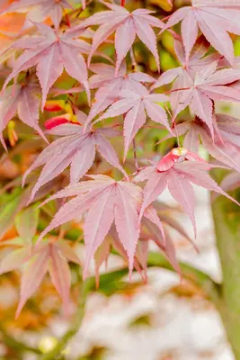Acer palmatum 'Fireglow' (Japanse esdoorn 'Fireglow') - afbeelding 4