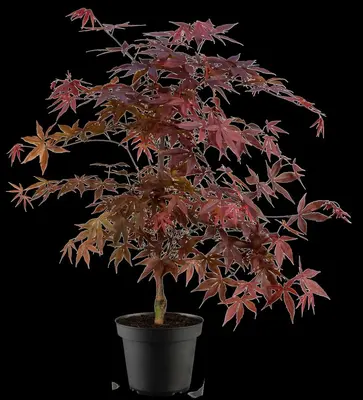 Acer palmatum 'Fireglow' (Japanse esdoorn 'Fireglow') - afbeelding 10