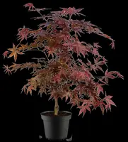 Acer palmatum 'Fireglow' (Japanse esdoorn 'Fireglow') - afbeelding 10