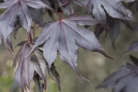 Acer palmatum 'Fireglow' (Japanse esdoorn 'Fireglow') - afbeelding 1