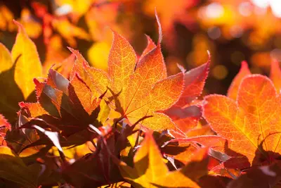 Acer palmatum 'Fireglow' (Japanse esdoorn 'Fireglow') - afbeelding 2
