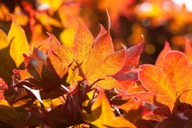 Acer palmatum 'Fireglow' (Japanse esdoorn 'Fireglow') - afbeelding 2