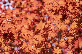 Acer palmatum 'Fireglow' (Japanse esdoorn 'Fireglow') - afbeelding 3