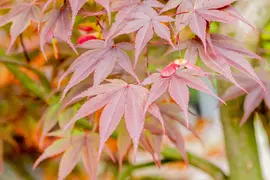 Acer palmatum 'Fireglow' (Japanse esdoorn 'Fireglow') - afbeelding 5