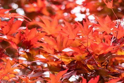 Acer palmatum 'Fireglow' (Japanse esdoorn 'Fireglow') - afbeelding 6