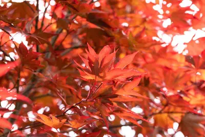Acer palmatum 'Fireglow' (Japanse esdoorn 'Fireglow') - afbeelding 7