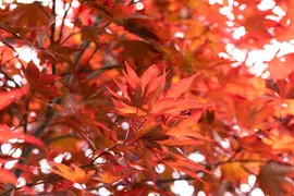 Acer palmatum 'Fireglow' (Japanse esdoorn 'Fireglow') - afbeelding 7