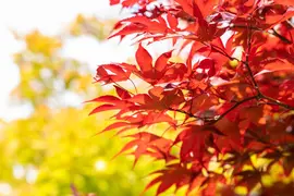 Acer palmatum 'Fireglow' (Japanse esdoorn 'Fireglow') - afbeelding 8