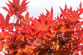 Acer palmatum 'Fireglow' (Japanse esdoorn 'Fireglow') - afbeelding 9