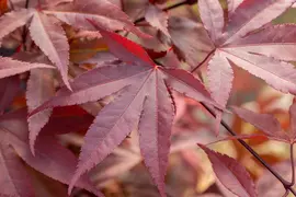 Acer palmatum 'Fireglow' (Japanse esdoorn 'Fireglow') - afbeelding 11