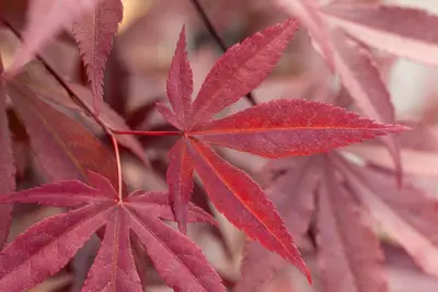 Acer palmatum 'Fireglow' (Japanse esdoorn 'Fireglow') - afbeelding 12