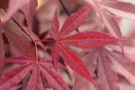 Acer palmatum 'Fireglow' (Japanse esdoorn 'Fireglow') - afbeelding 12