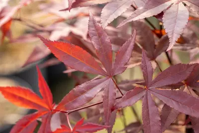 Acer palmatum 'Fireglow' (Japanse esdoorn 'Fireglow') - afbeelding 13
